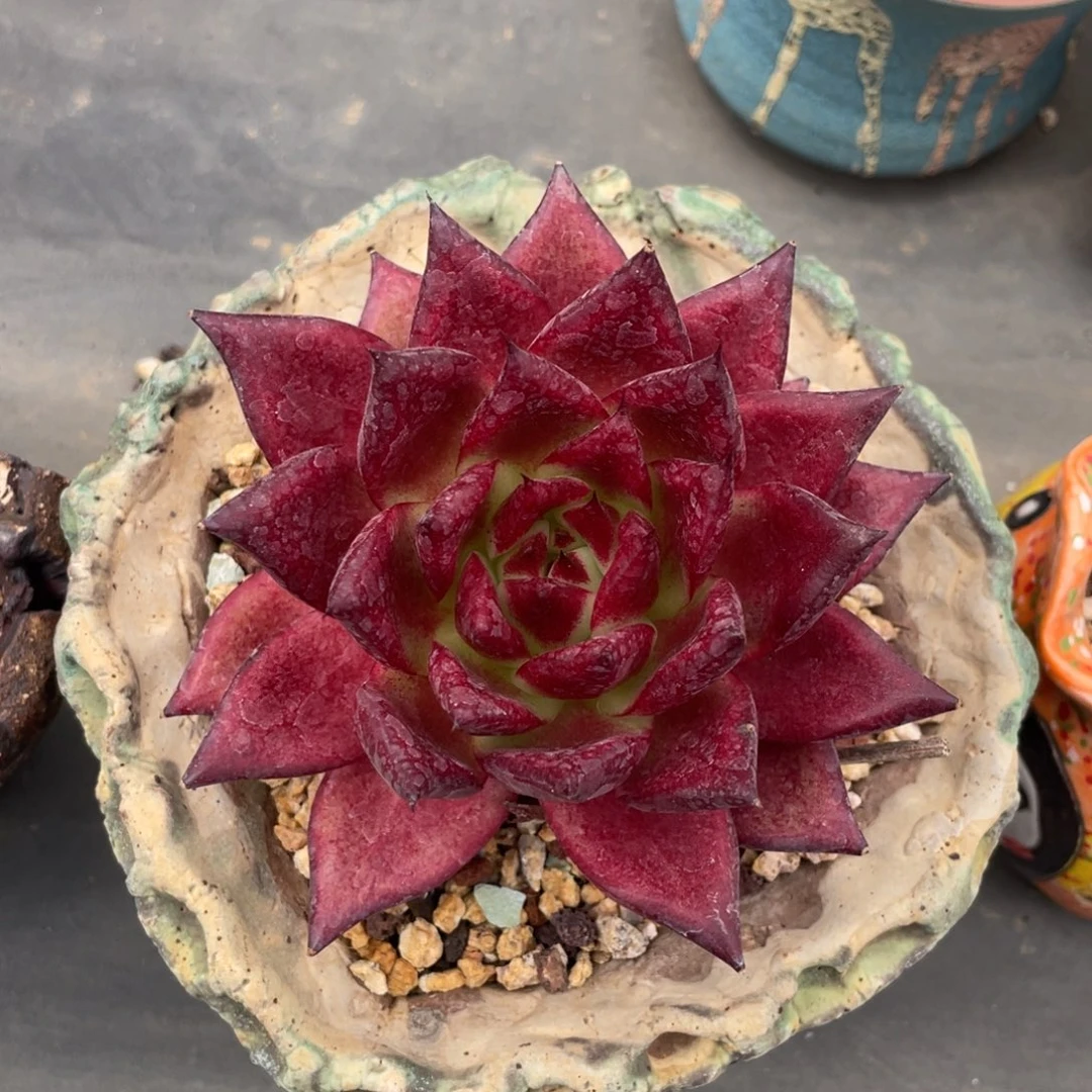 罗兵东云单头紫红色