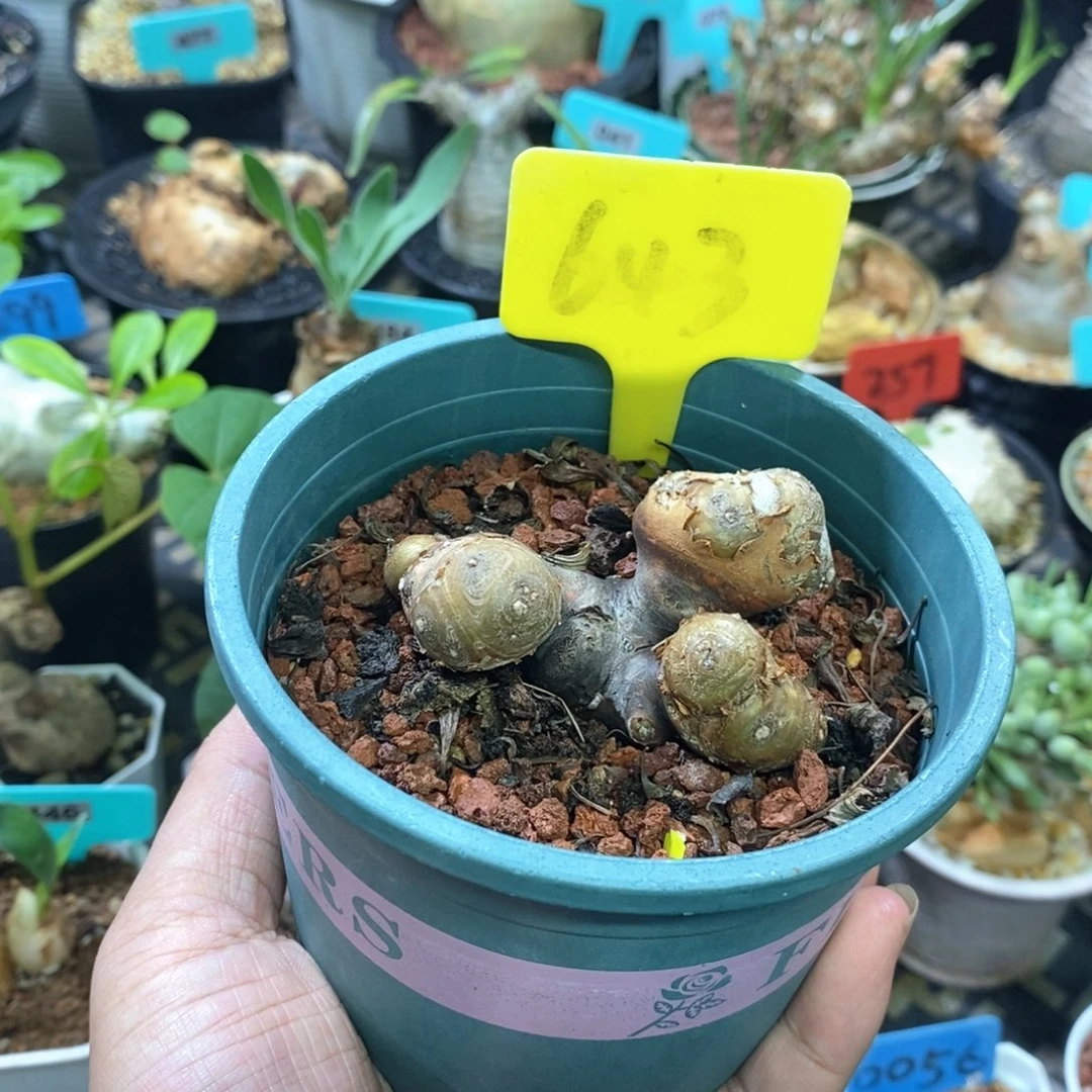 产地格加厚炖菊一个