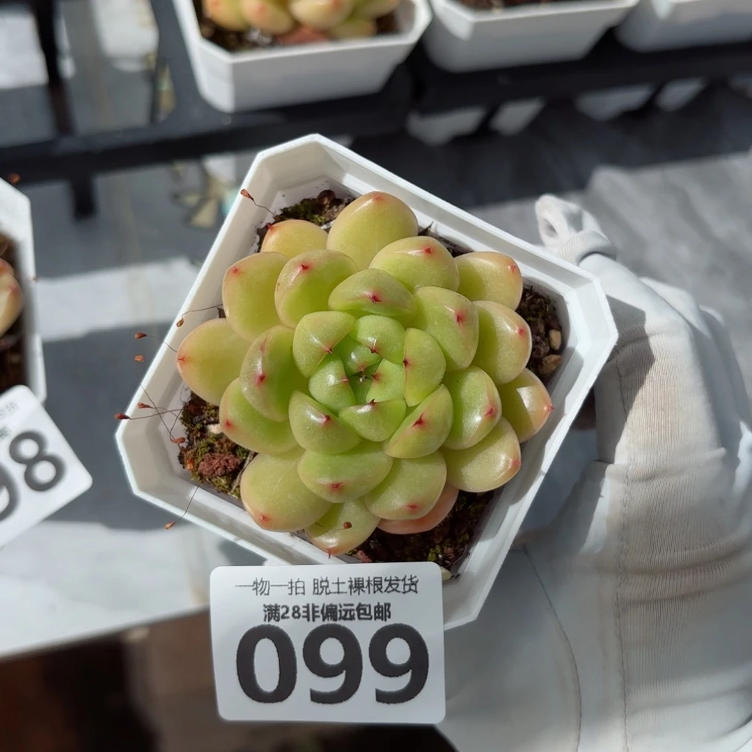莱拉珍妮无盆土发货
