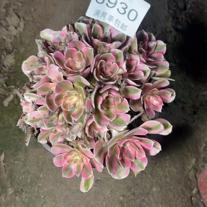 8930女巫的人多肉的