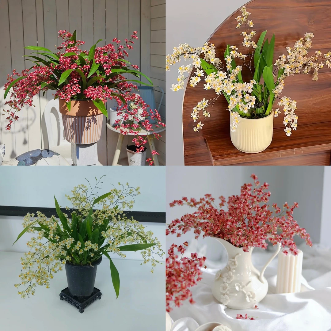 两盆装【七支花剑起】梦香兰盆栽清香花卉多年生室内易养护