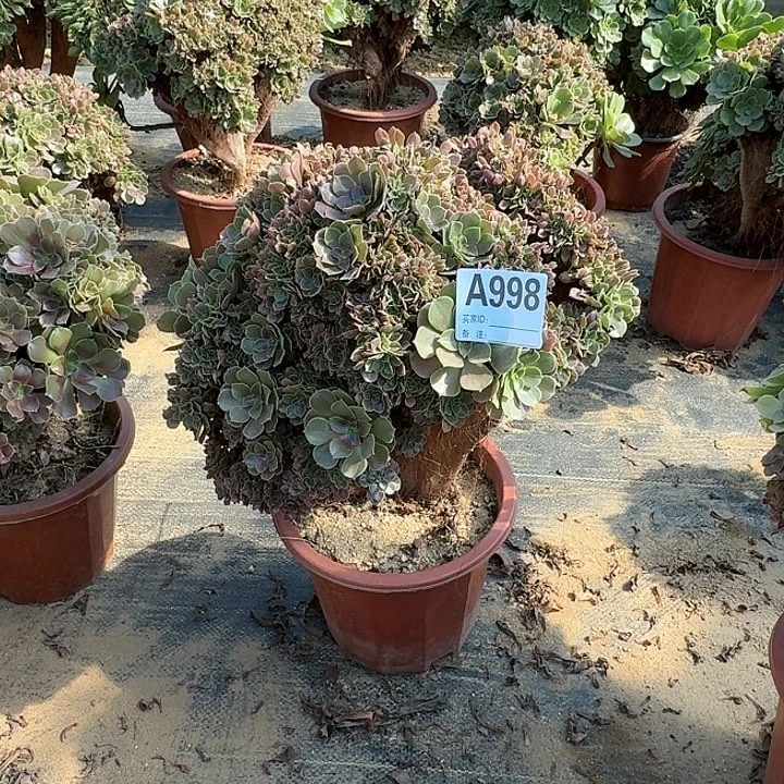 998玫瑰朵朵一颗有伤