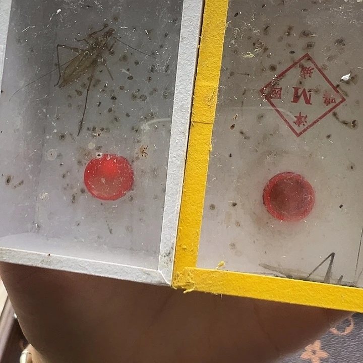小***底黑紫一只怪叫一只