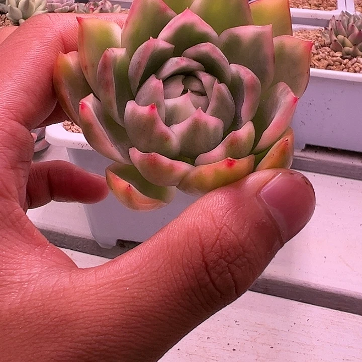 白白不知名多肉植物