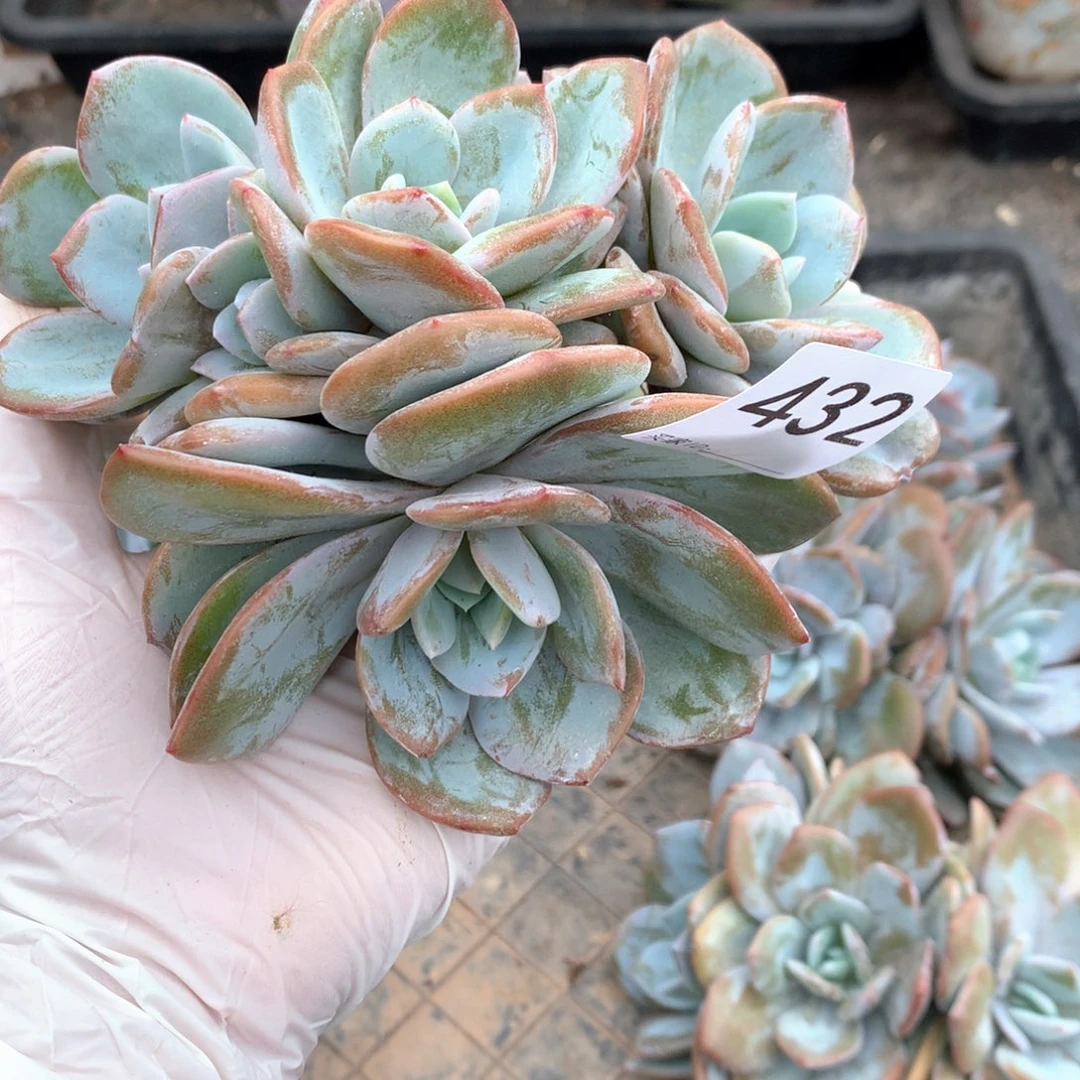 # 431 售后范围：签收起7天内，不拍冷链不售后