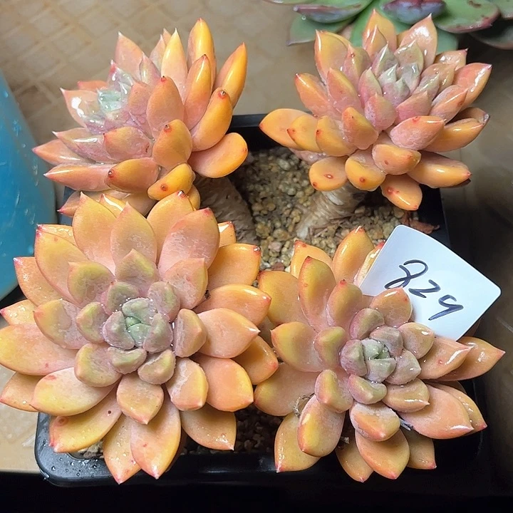 淡****郁829////////////////