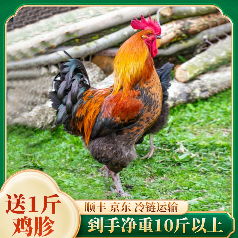 【燕子专属】黑脚大公鸡2只 在送1斤鸡胗总净重10斤以上单只4.7斤