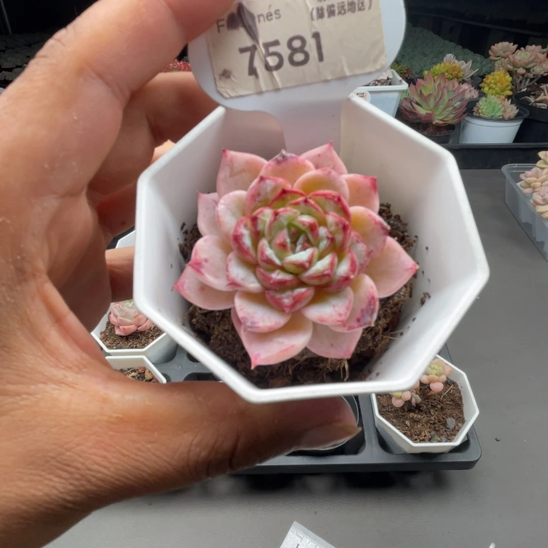 7581天鹅绒4.5厘米