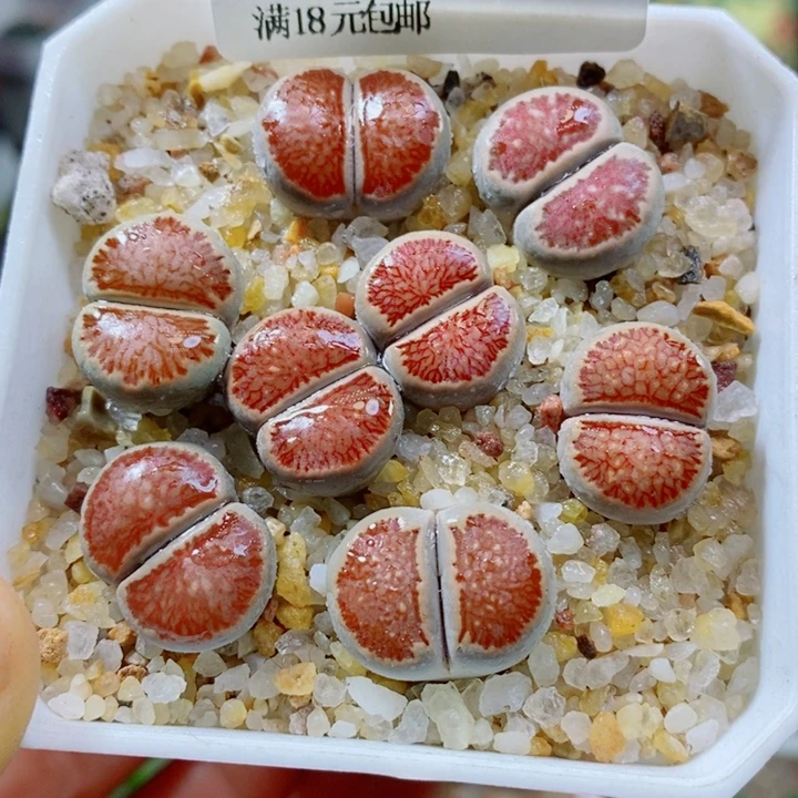 生石花花花花花花417