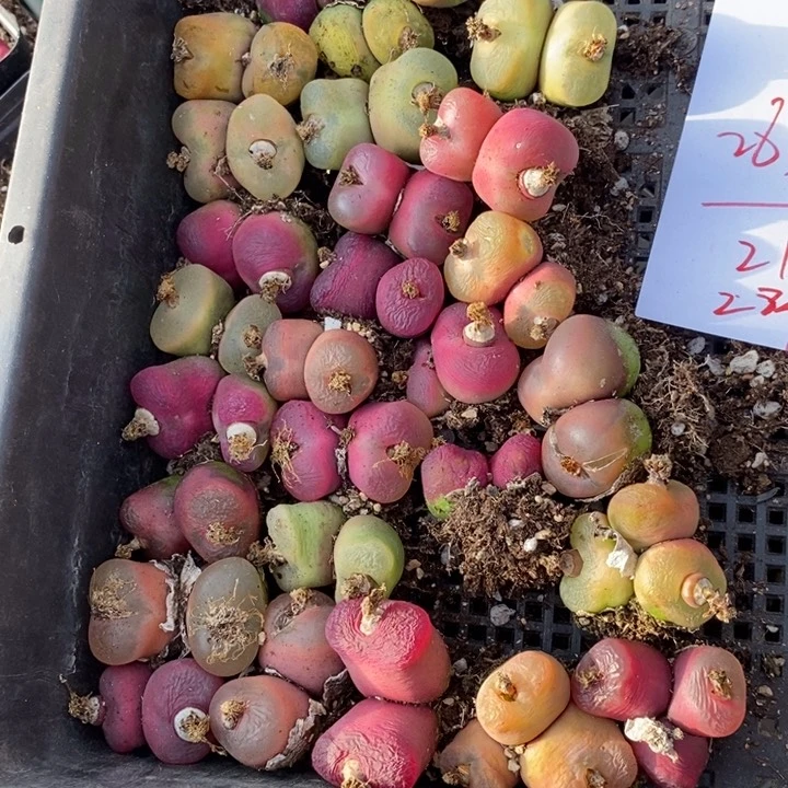 2838一组一组一组