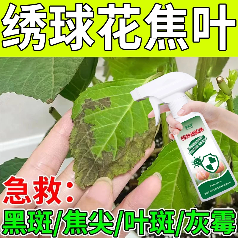 绣球花焦叶专用营养液炭疽黄叶病卷边枯花黄叶干叶打蔫病菌清喷剂