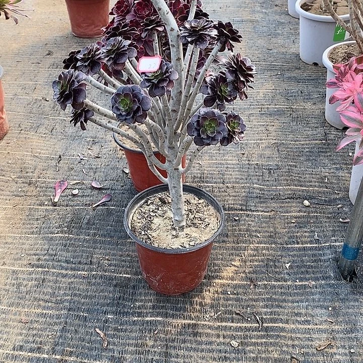 22，黑法师多肉法师多肉法师