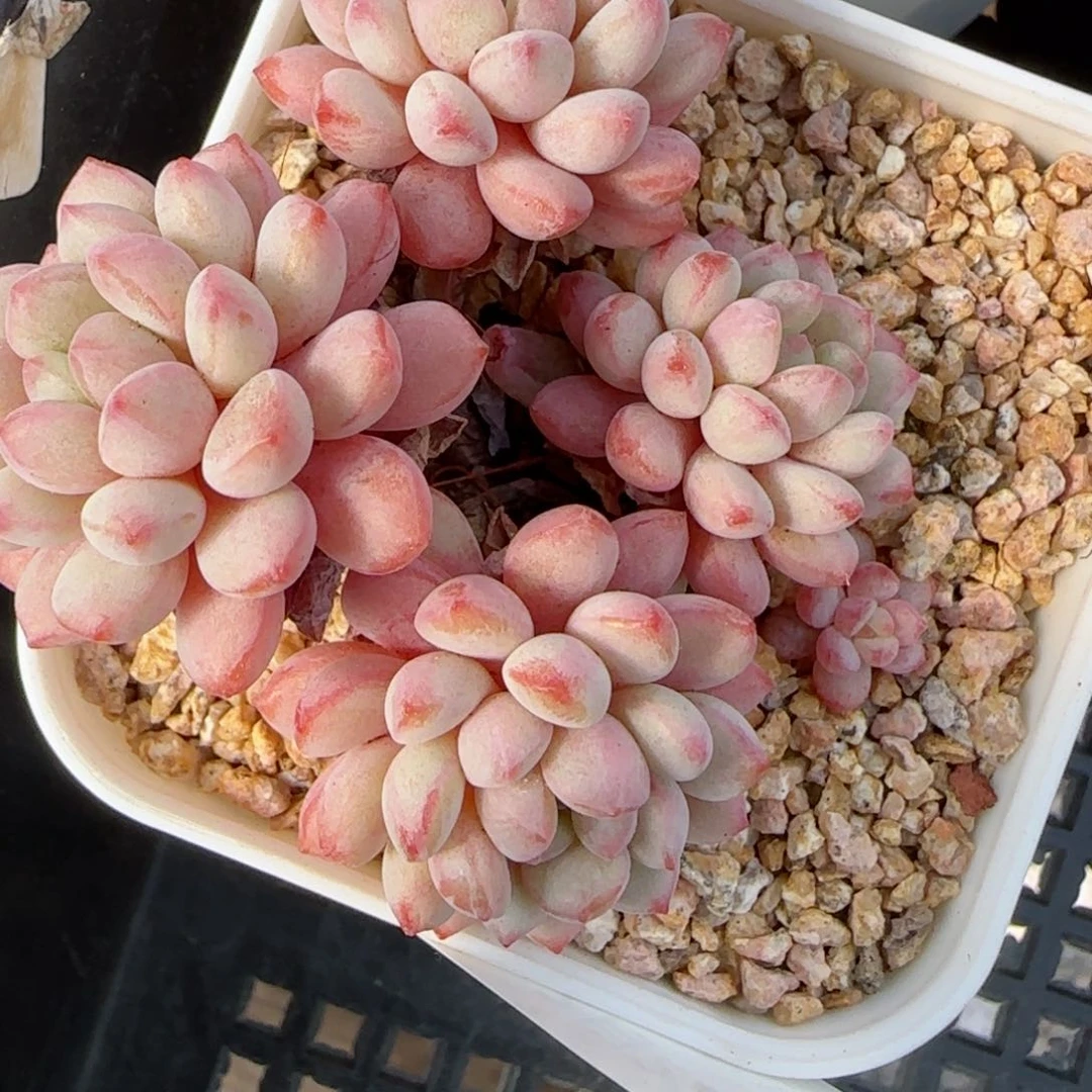 花语逸境0222-120