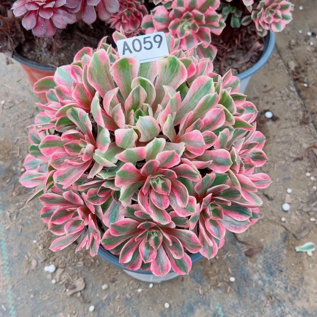 059妖月多肉植物法师