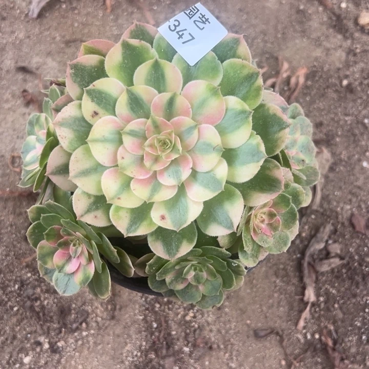 小***鬼荔枝手捧多肉植物347