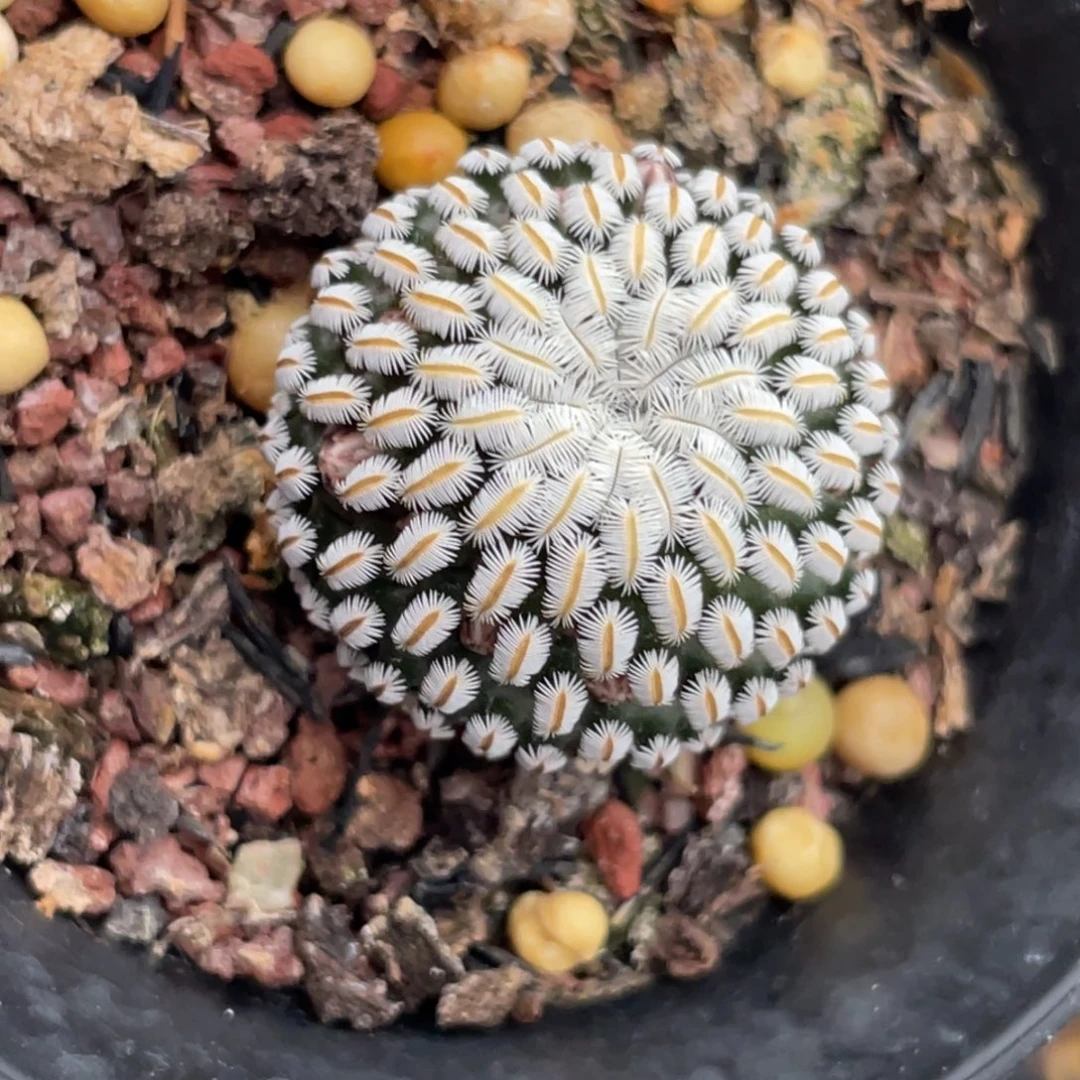 白斜子一物一拍2.3