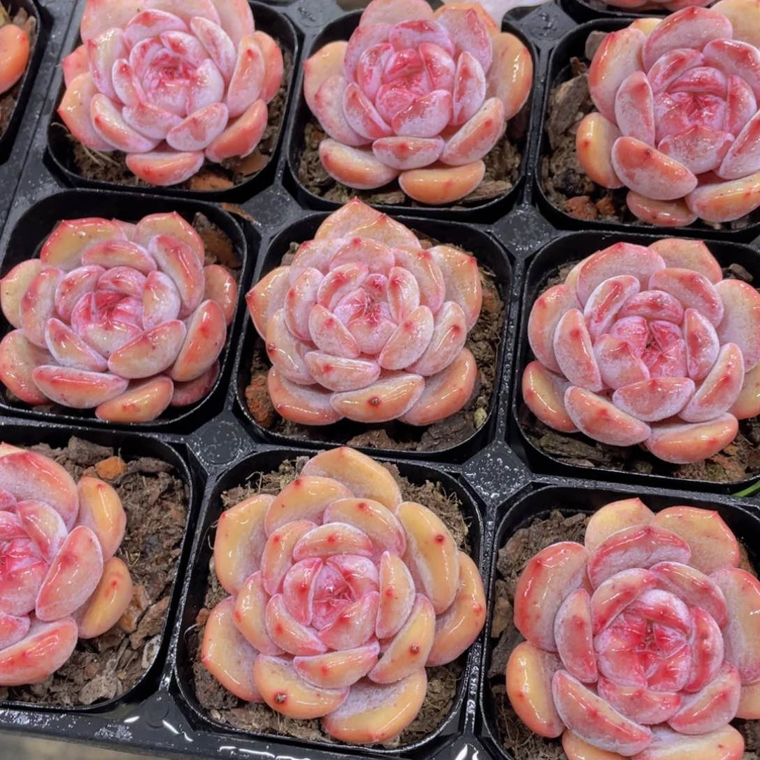 396号 糖心韩货包包橙单头一个