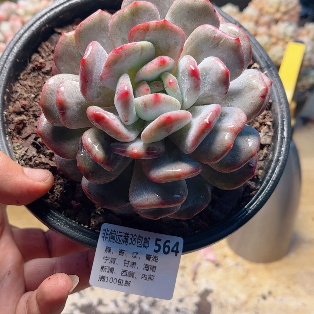 564星星橙石化德华多肉