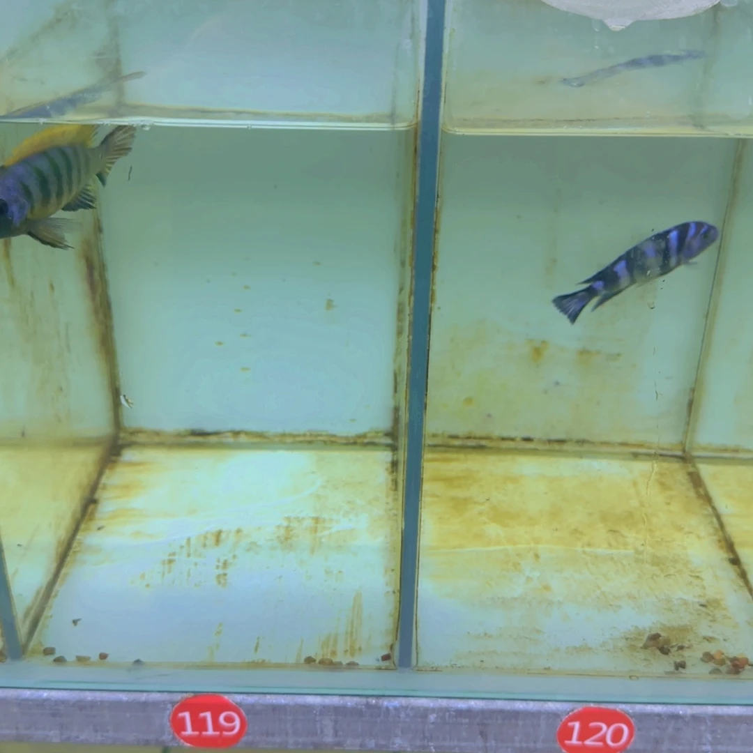 海水鱼特蓝，家里2条