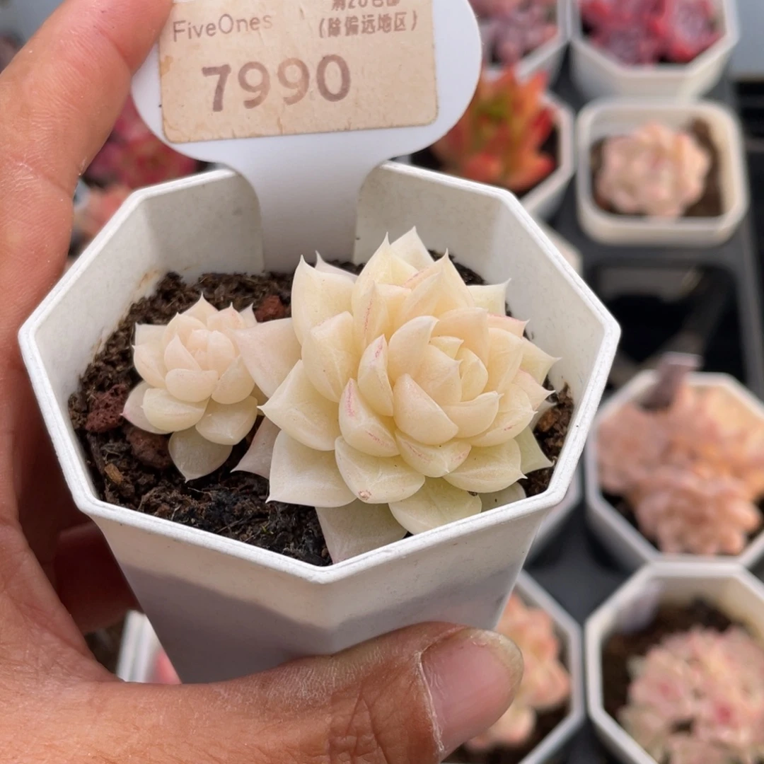 白天鹅7990-5.0厘米