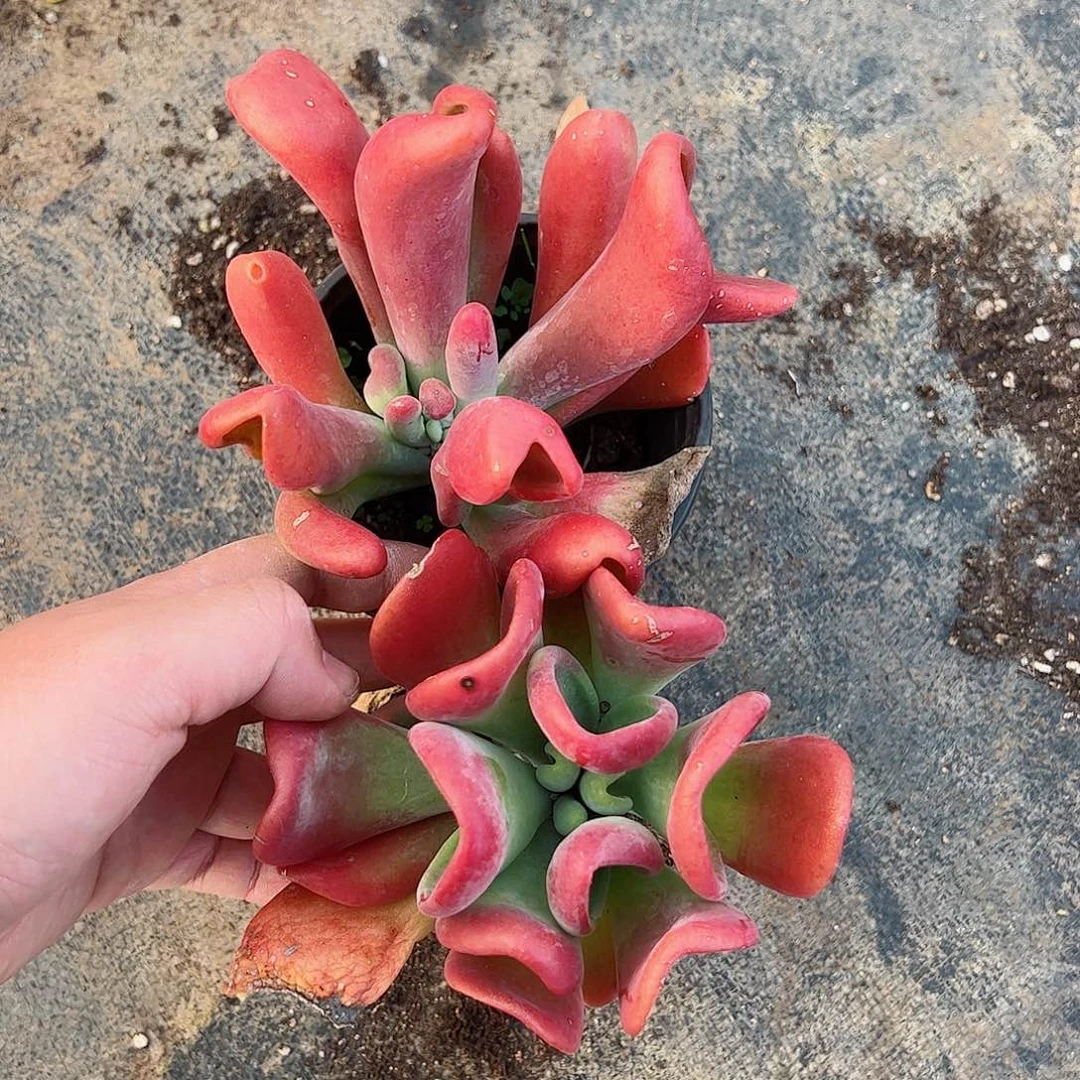 火狐狸整装两盆老桩