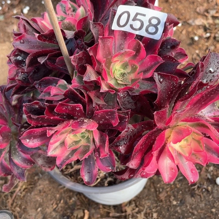 058多肉植物美杜莎有断枝