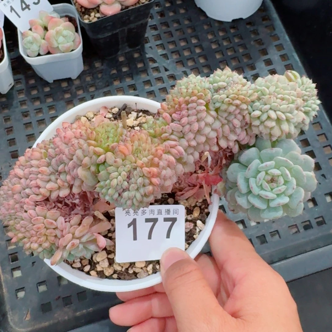 白胖子缀化            精美多肉植物