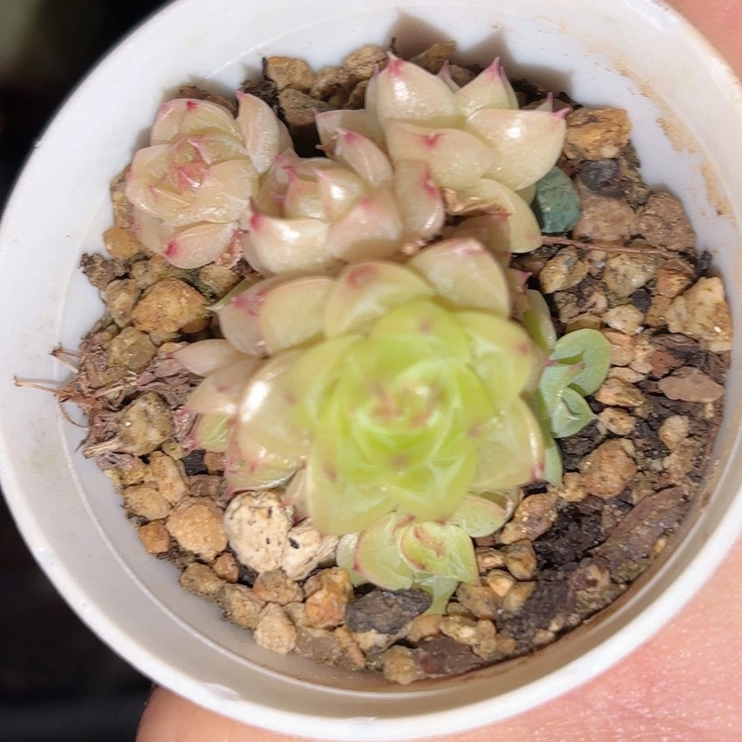 W***Y029 如图品质 新疆西藏内蒙不发货