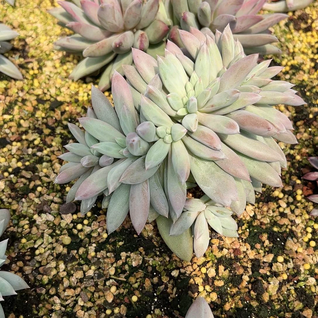 【闪购商品】无花朵超红体哥特书缀