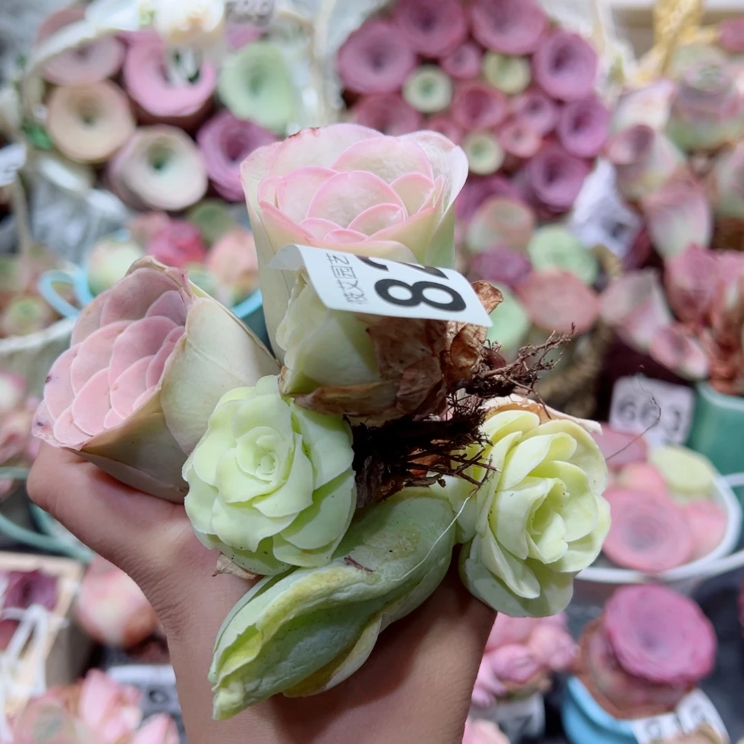 晚****824晚安精选五棵玫瑰。