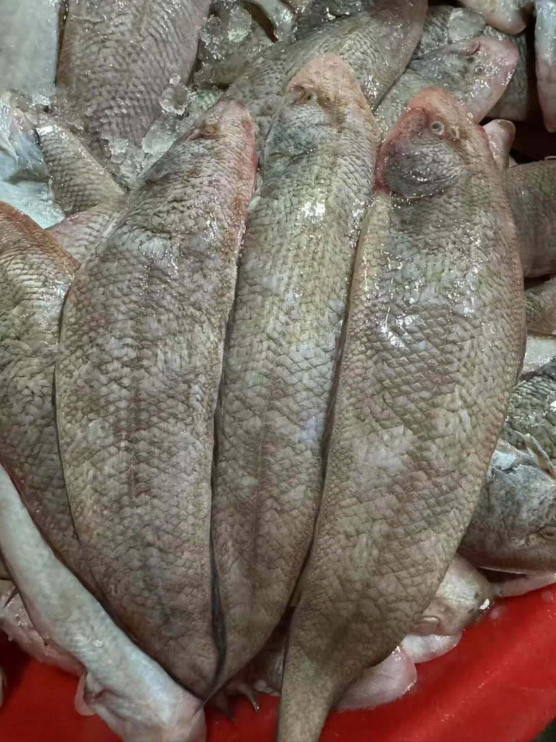 本港新鲜龙利鱼(龙舌)4-6条/斤惠来神泉港直播间鳎目鱼鳎米鱼弹射