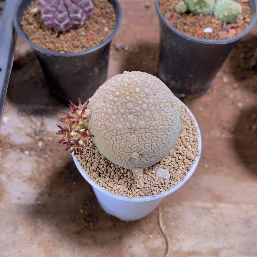 我是一言不合就发疯