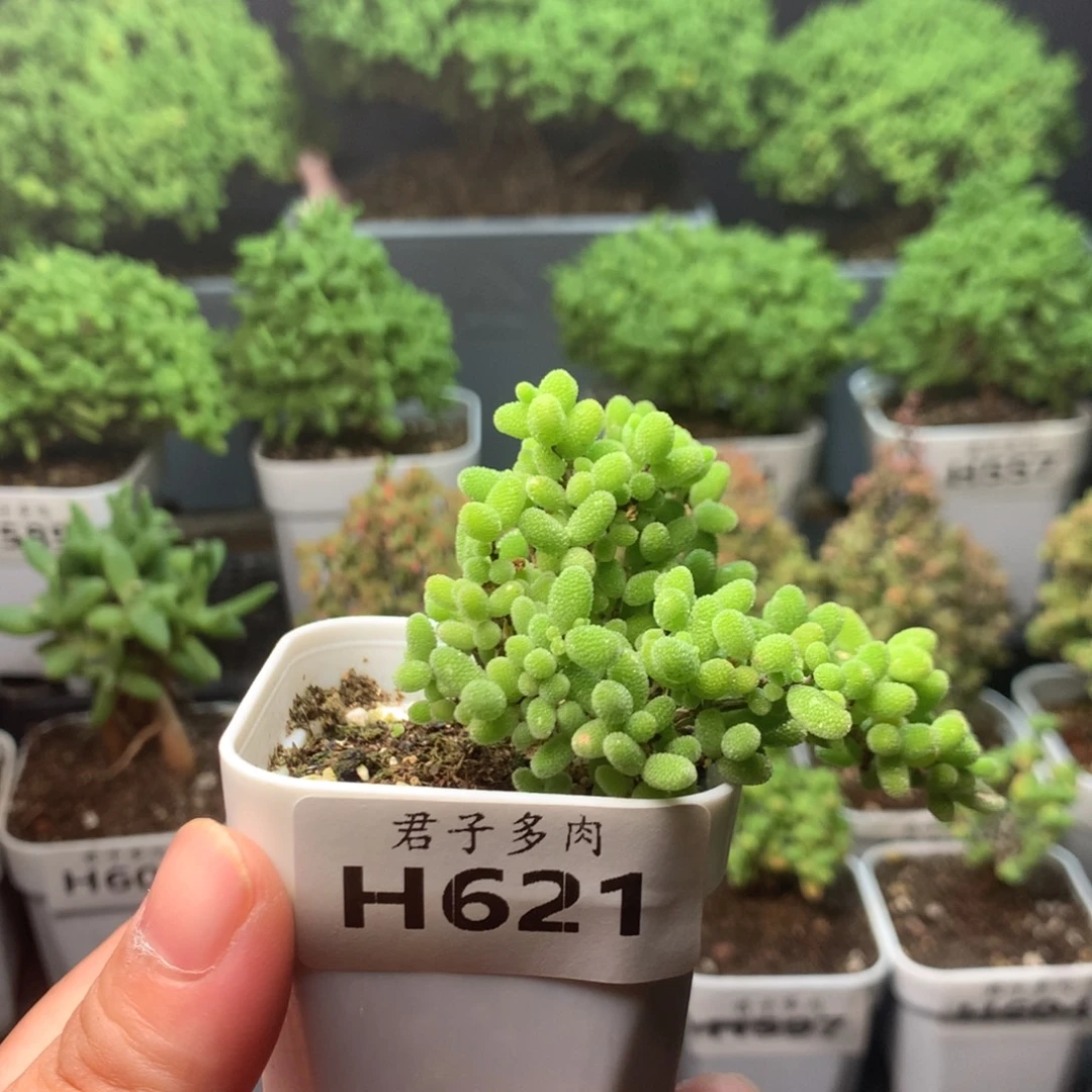 621蜜橘。