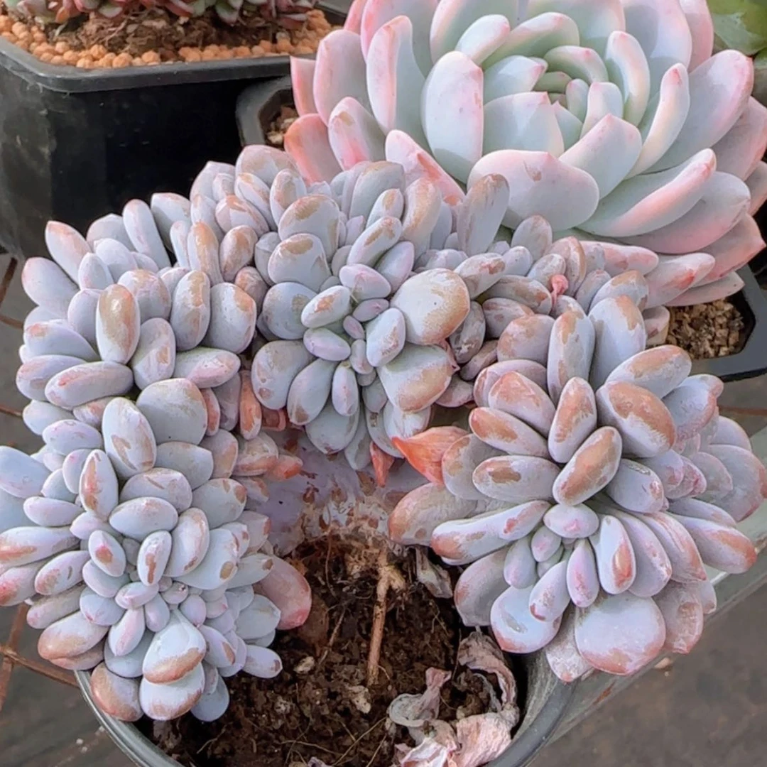 【闪购商品】粉兔缀9.9