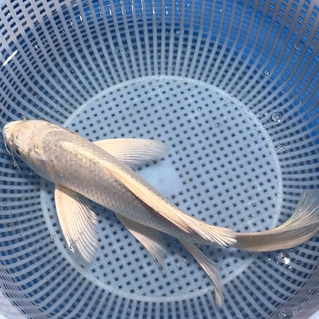 锦鲤精品甄选血统锦鲤