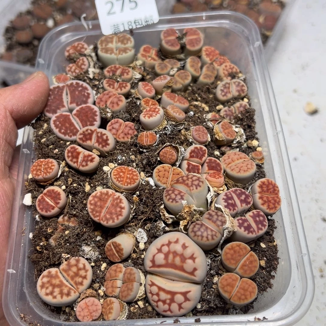 【闪购商品】275。