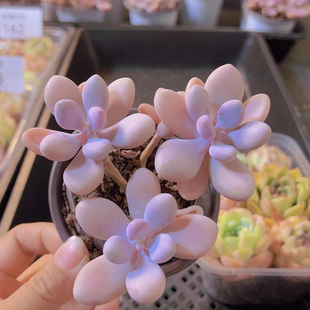 桃蛋，带盆带土发货