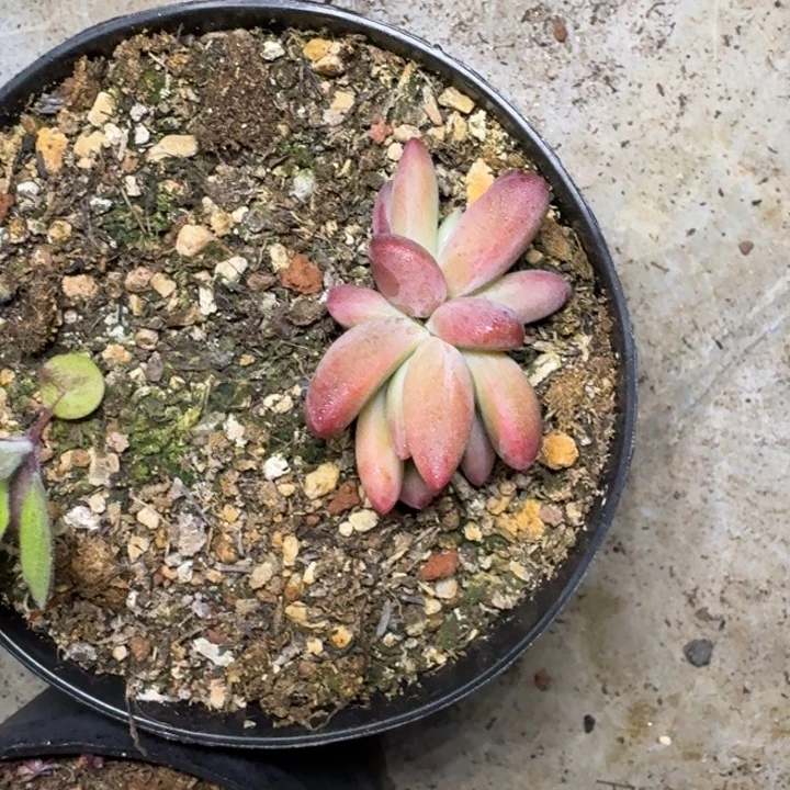 克里斯朵 叶插 一物一拍