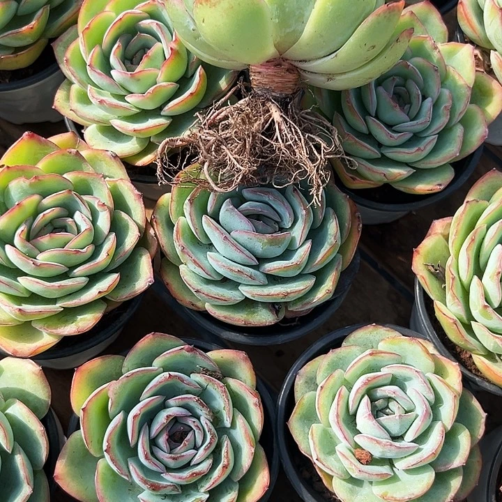 柠檬晨露    福利多多