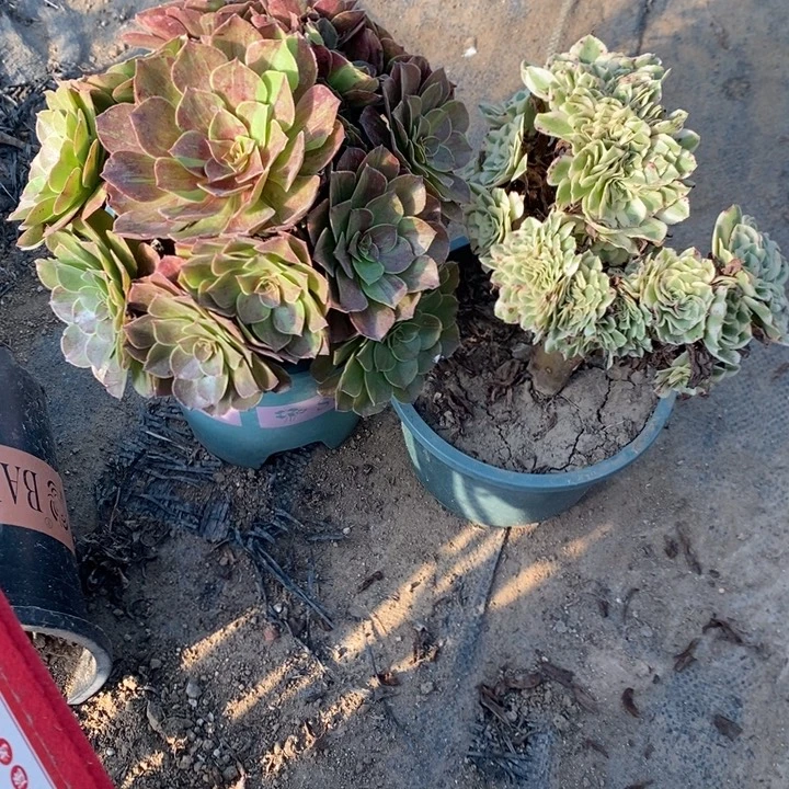 迈巴赫缀➕花月夜52多肉植物