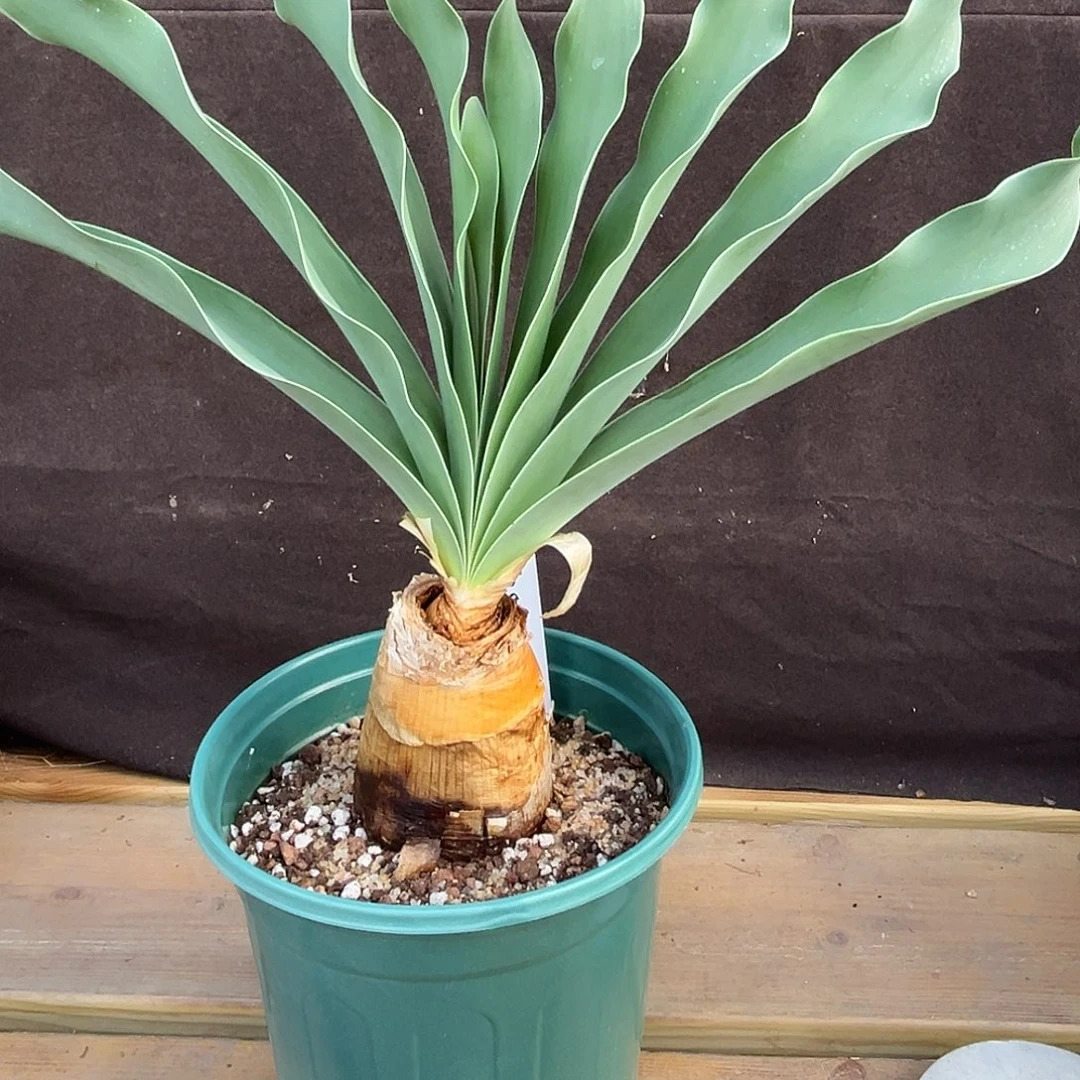 汤圆植物巨凤之卵好看