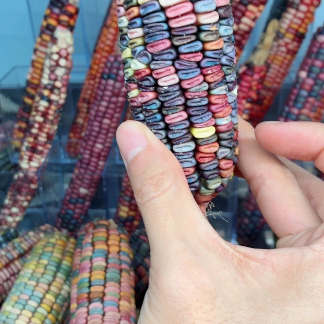 N***娜吊坠白玉菩提文玩精品文玩精品