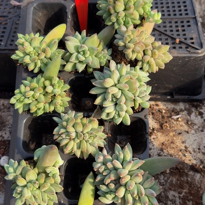 034多肉植带土球发货