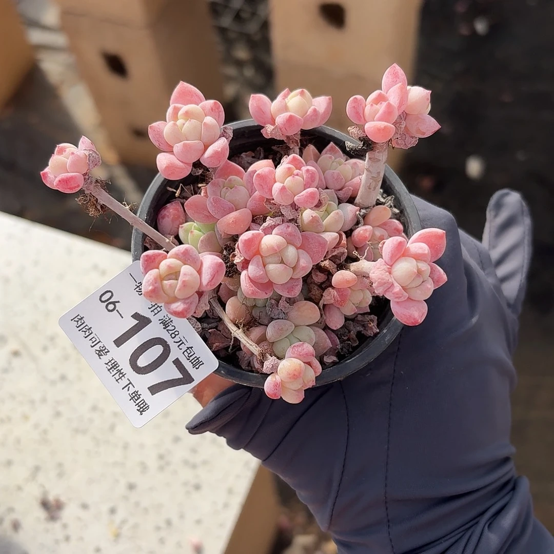 粉香水无盆土发货无盆