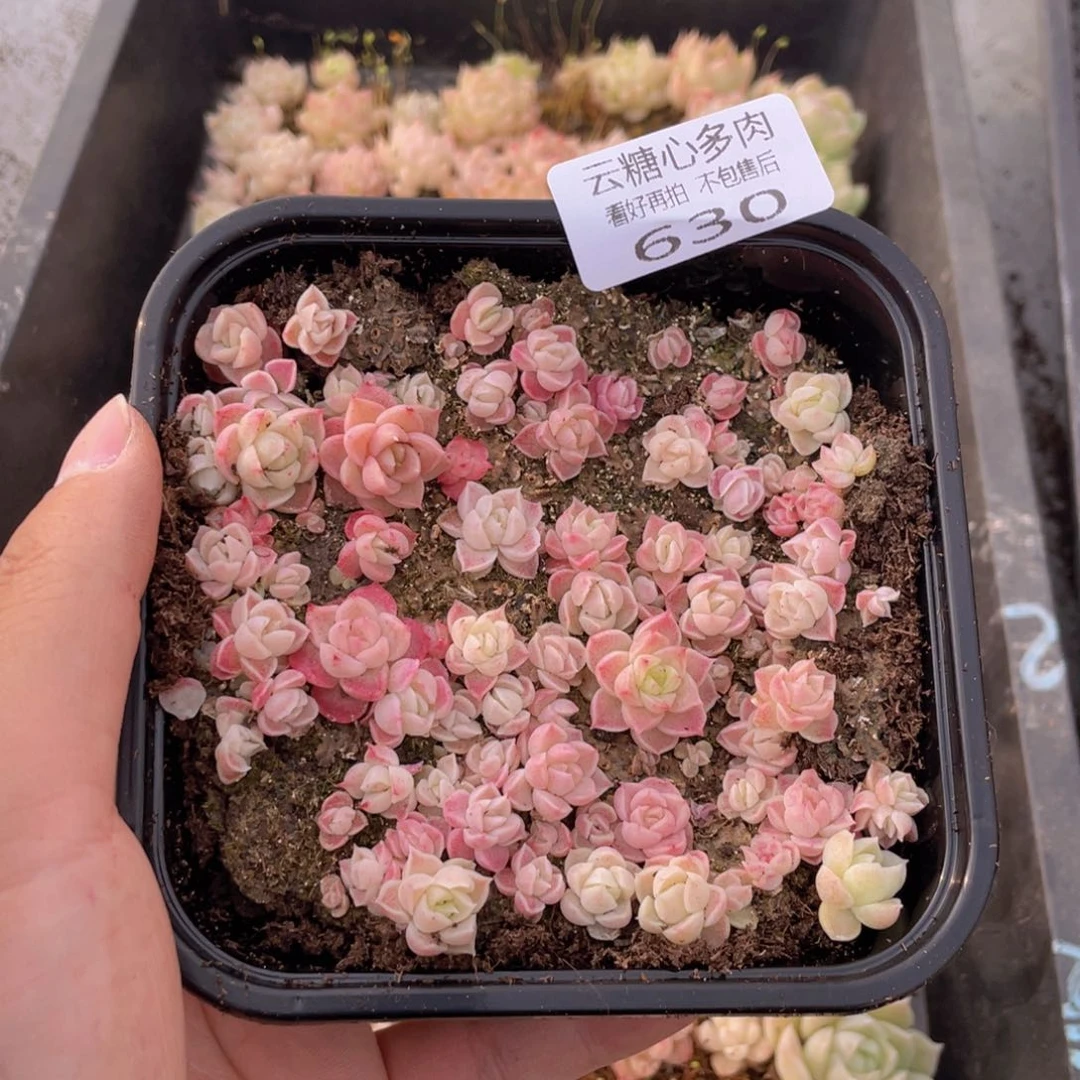 云糖心多肉植物630