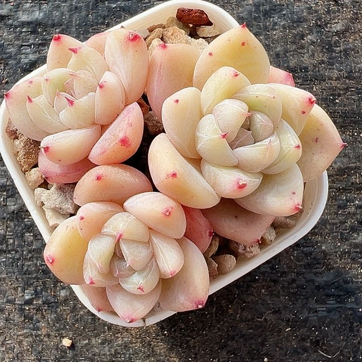 白泽群生非常漂亮，1245号