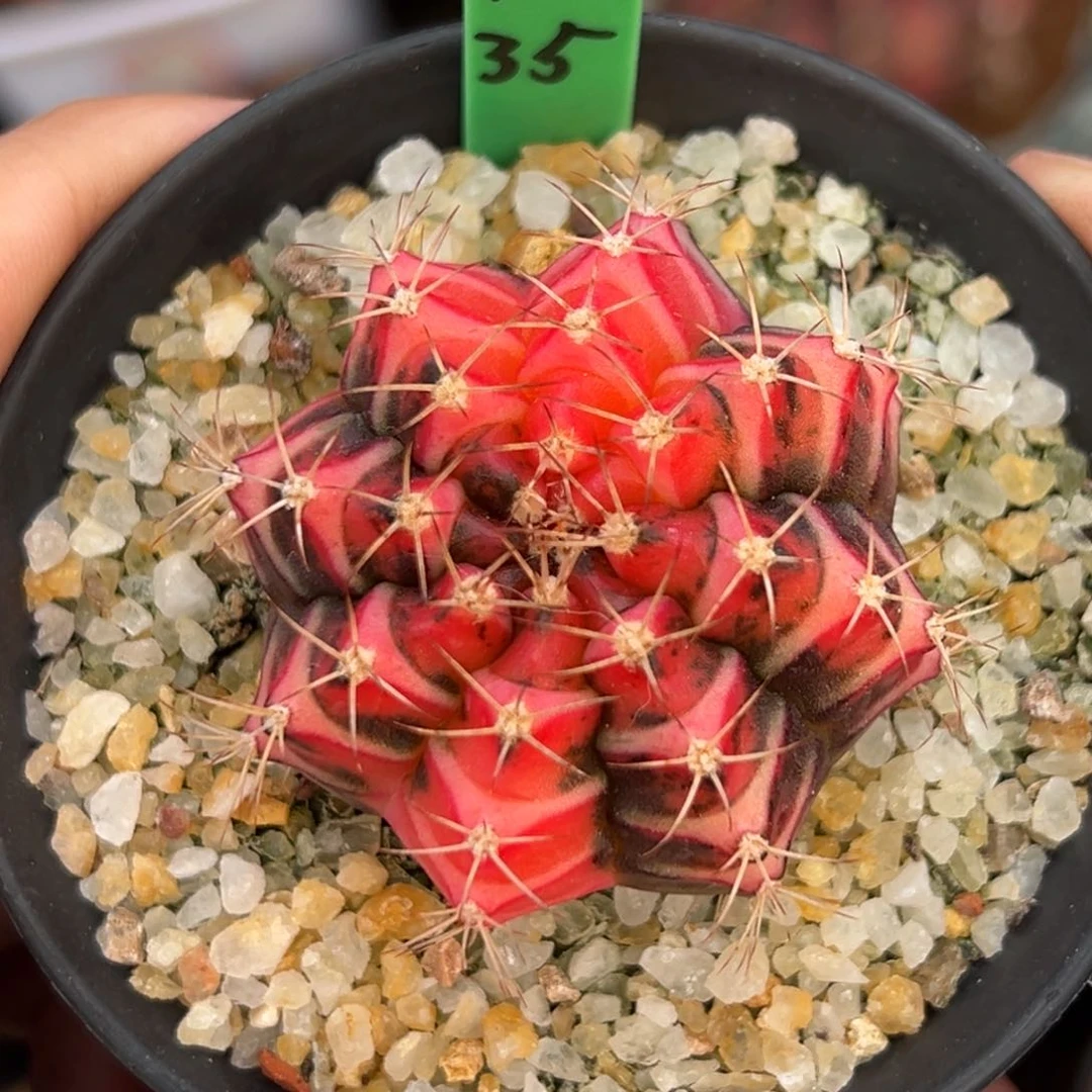 泰系实生米哈锦H35