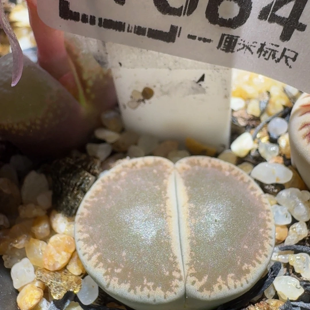 Ssss精品生石花1684