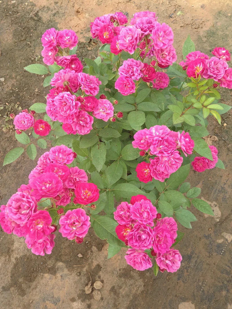 多季节勤花多头微型月季花苗适合庭院阳台种植