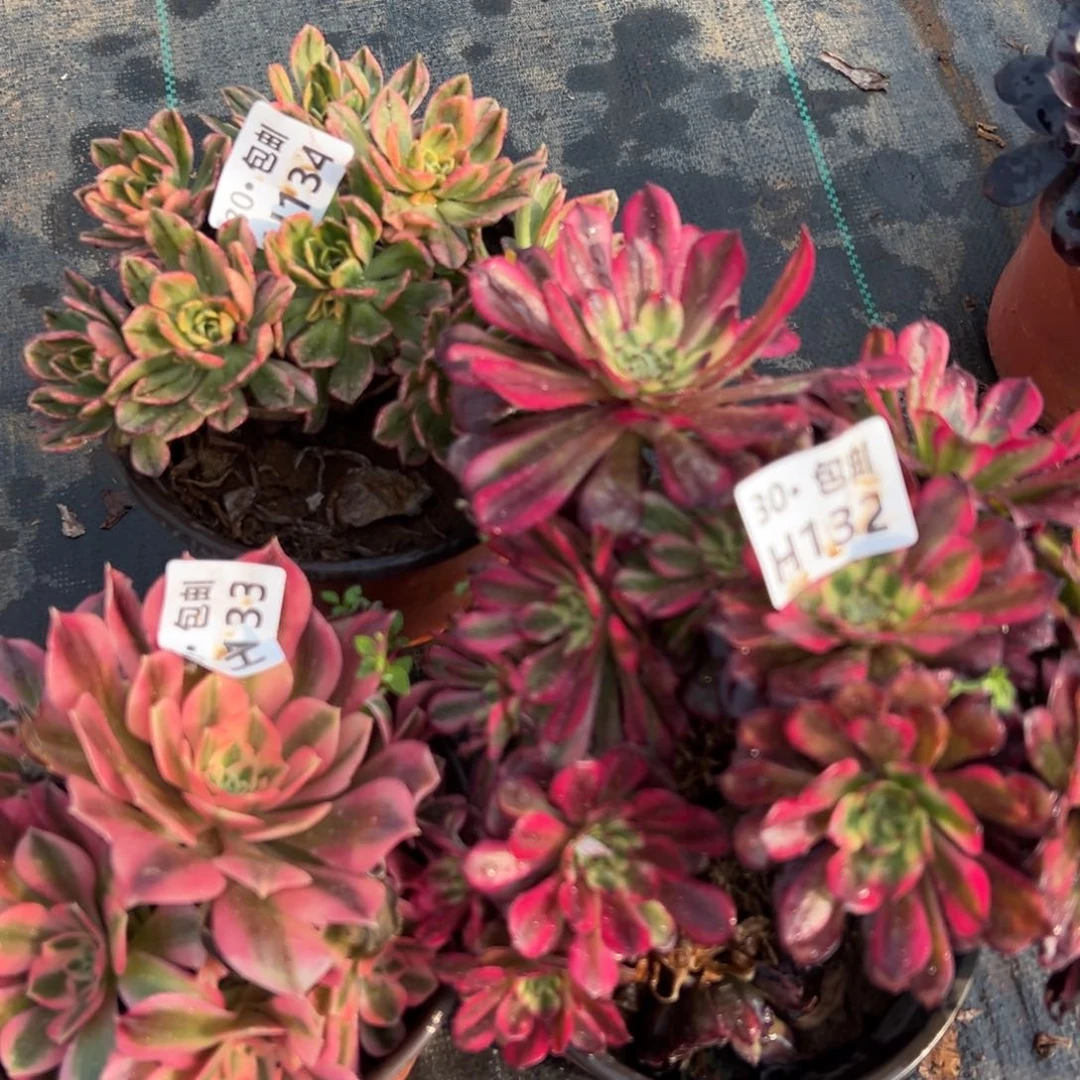 3颗多肉法师组合